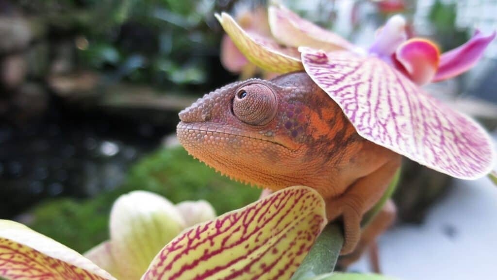 orchid-with-chameleon-2