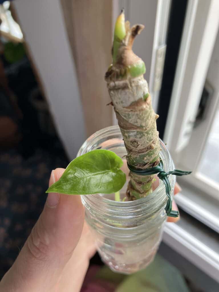 https://ownjungle.com/wp-content/uploads/2023/09/IMG_5109-768x1024.jpeg?utm_source=chatgpt.com
