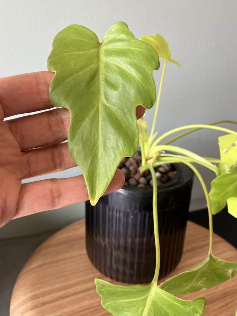 Young Philodendron Golden Xanadu