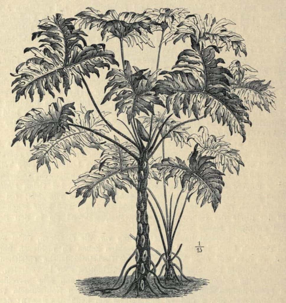 Philodendron Bipinnatifidum Tree-Like Philodendron